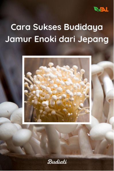 Sampul buku Cara Sukses Budidaya...